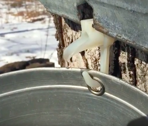 Making Maple Syrup in Ontario